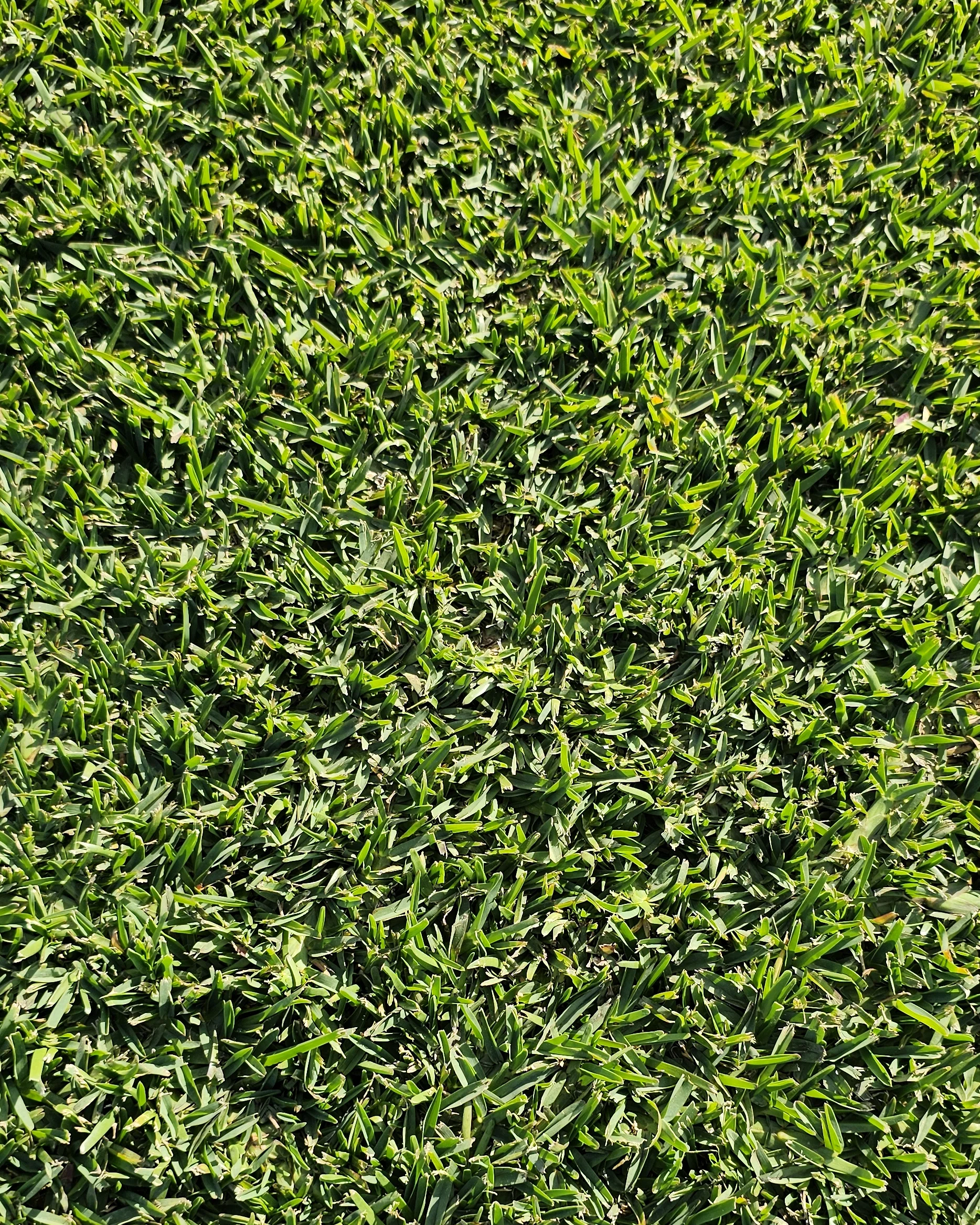 Buy Prestige®️ Buffalo Turf | Melbourne Home Lawns | HG Turf Group